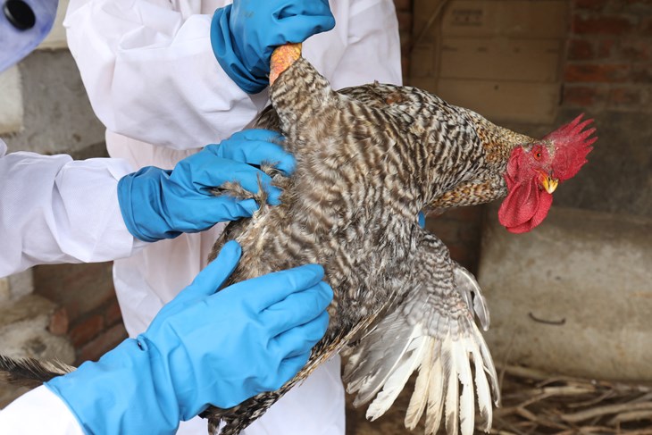 Indijom se širi ptičja gripa